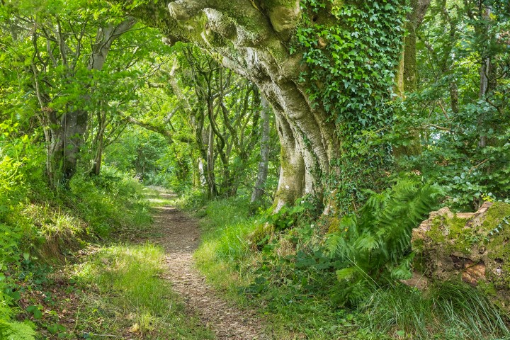 Woodland path in Coed Pen yr Allt Ddu