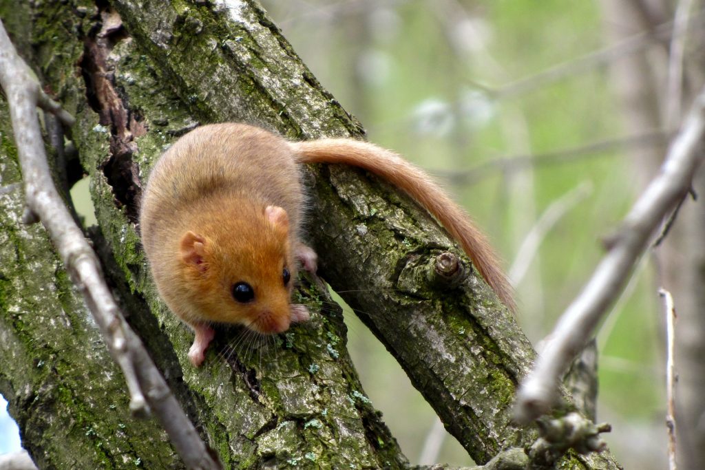 Hazel or common dormouse (Muscardinus avellanarius)