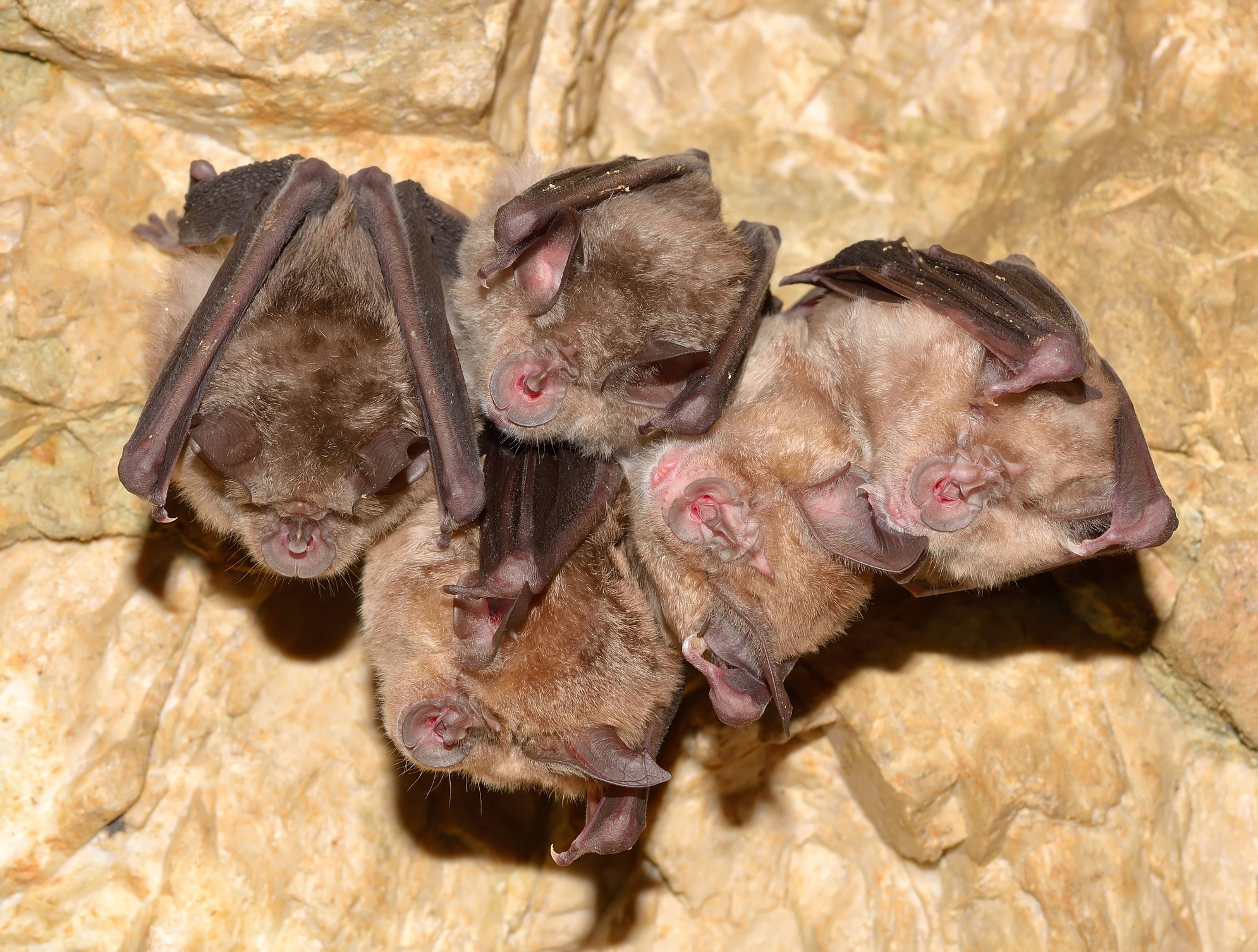 Lesser Horseshoe Bat