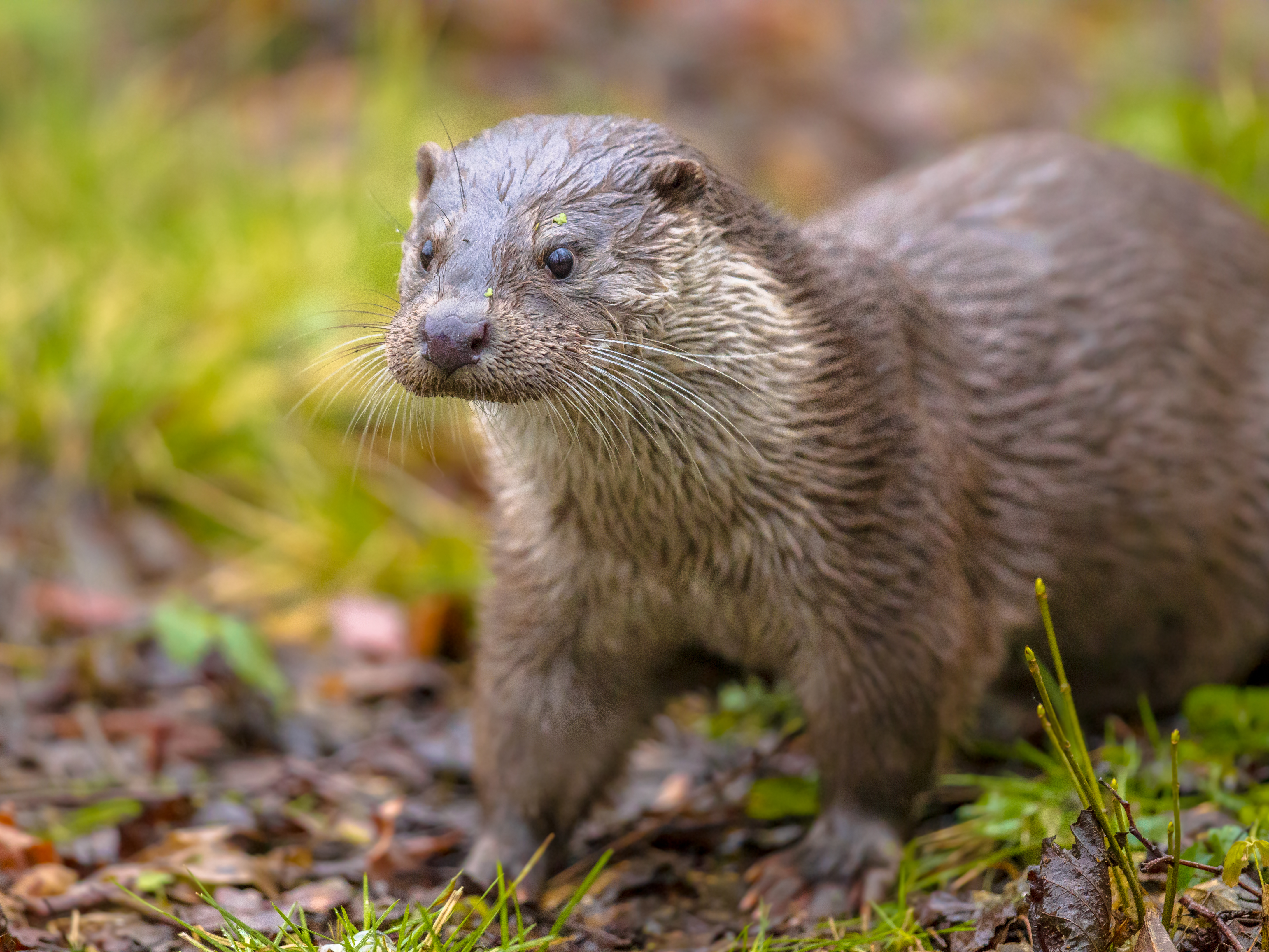 European otter on river bank