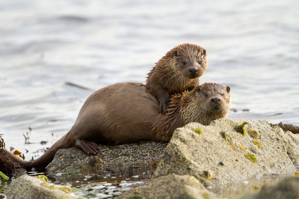 European otters (Lutra lutra), mother with a cub on shoreline.