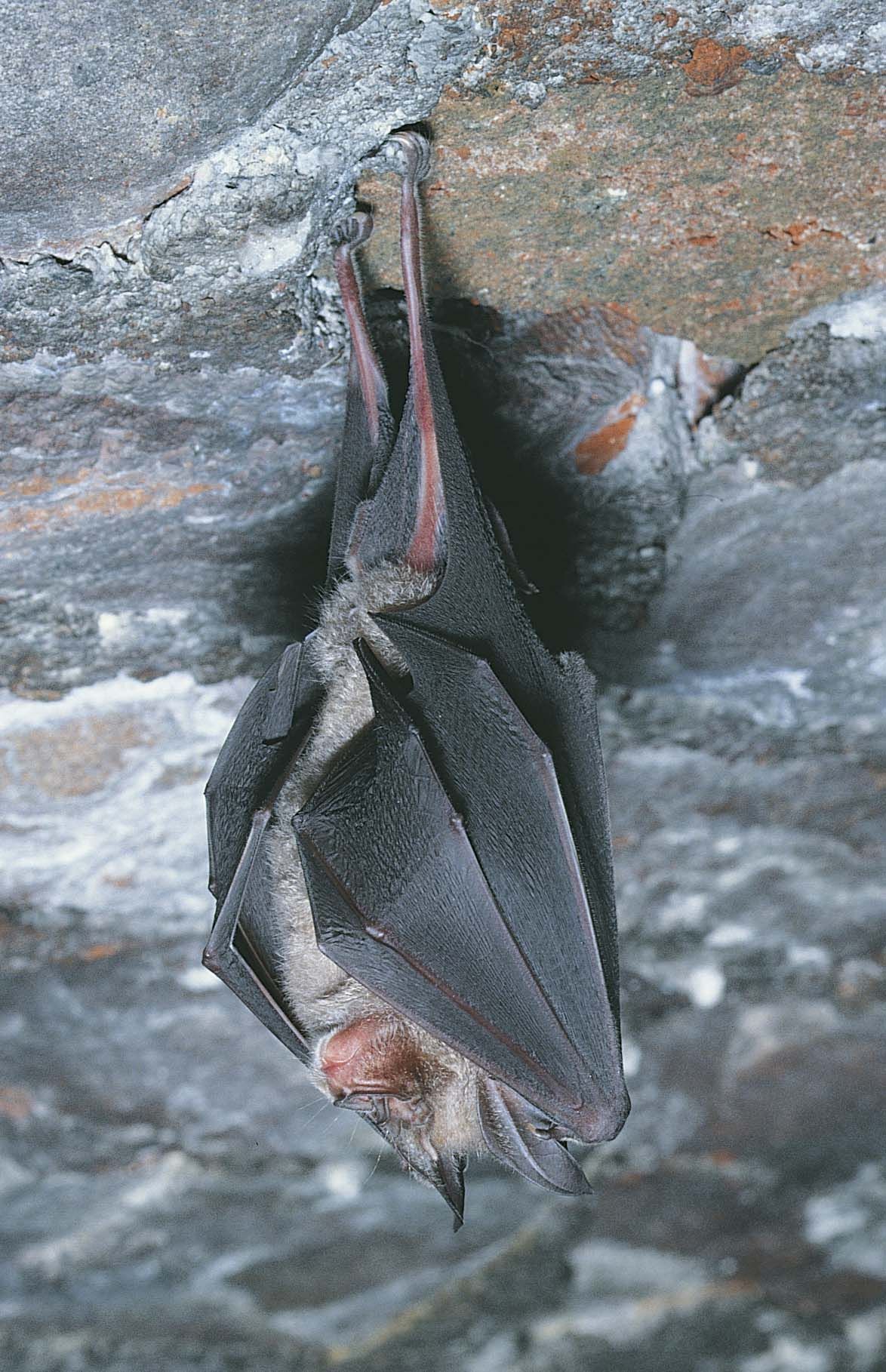 Greater horseshoe bat