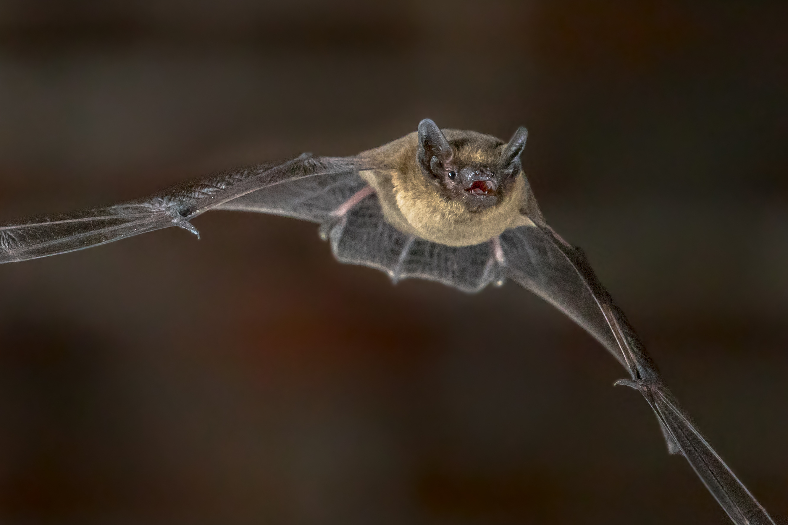 Close up of Nocturnal Pipistrelle bat (Pipistrellus pipistrellus) flying in urban setting on attic of church in darkness at night