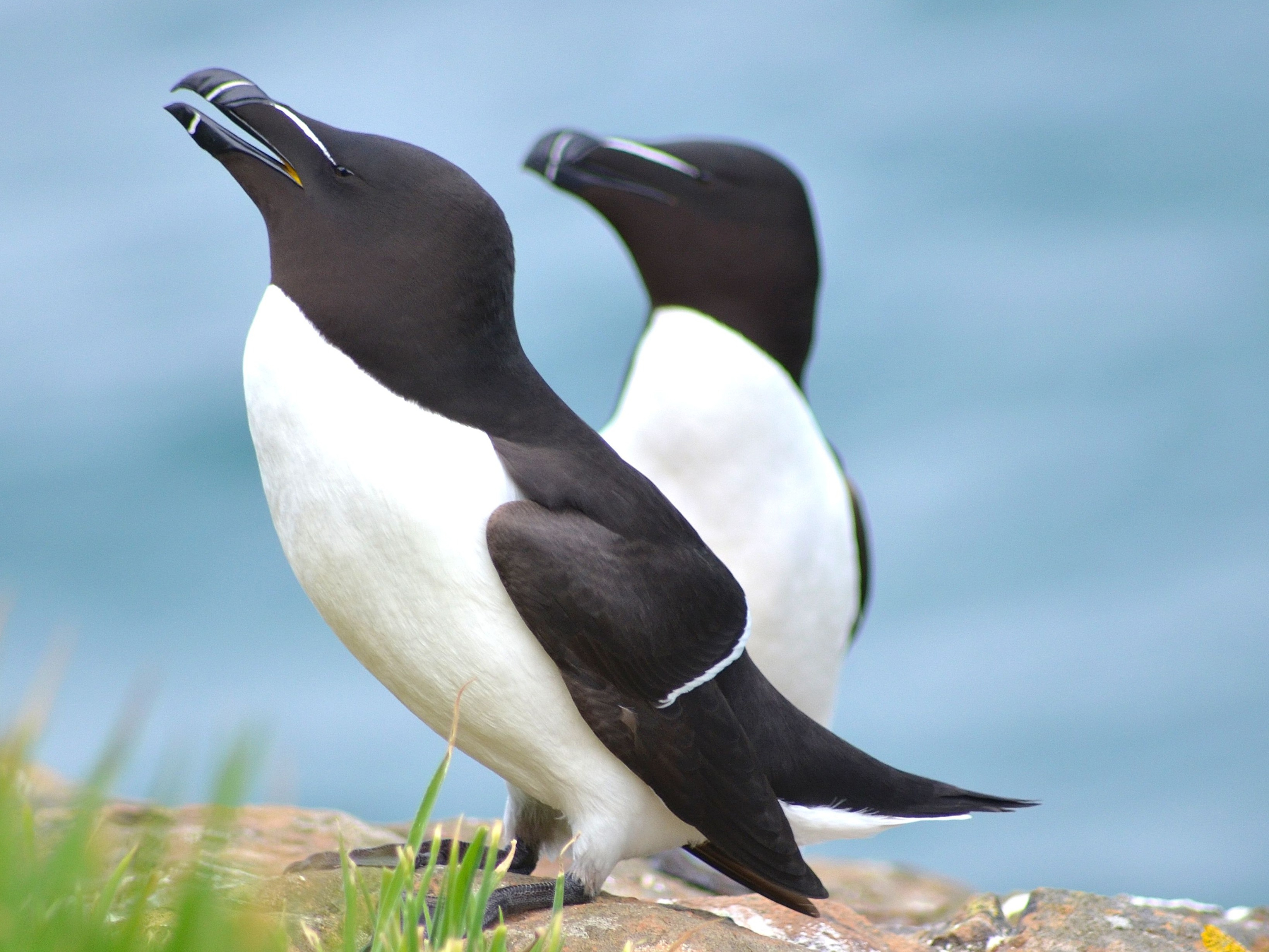 Razorbill on Skomer Island, Pembrokeshire, Wales, UK