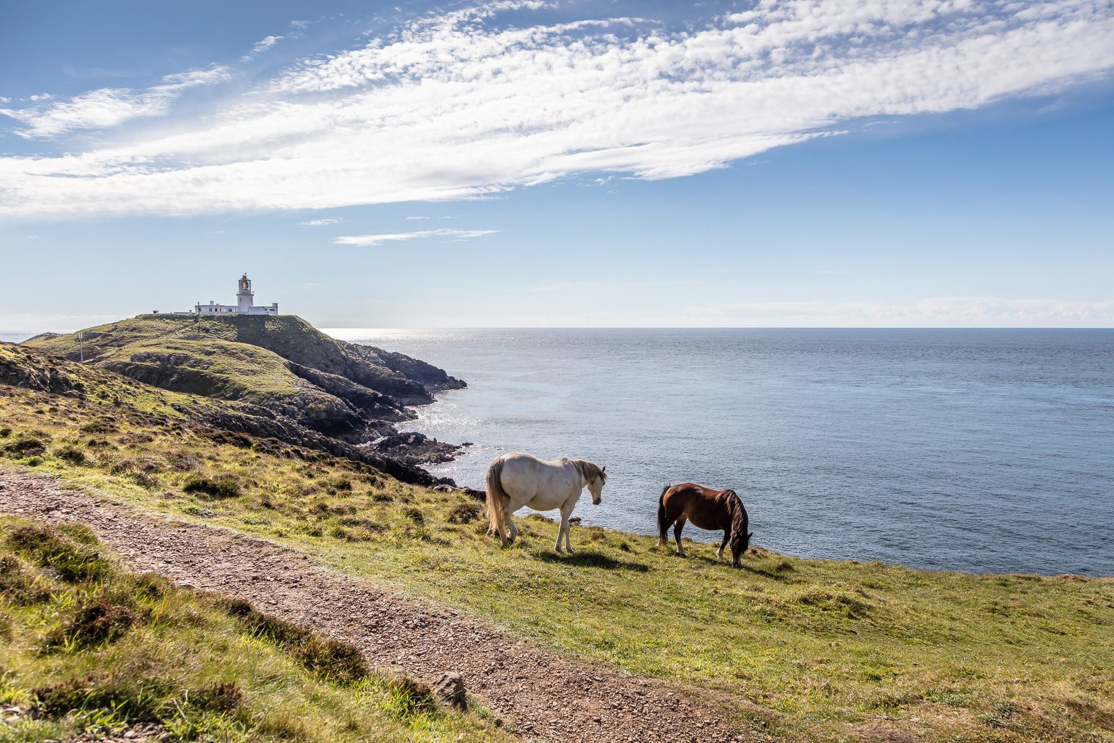 Welsh Mountain Ponies at Strumble Head, Pembrokeshire, Wales, UK
