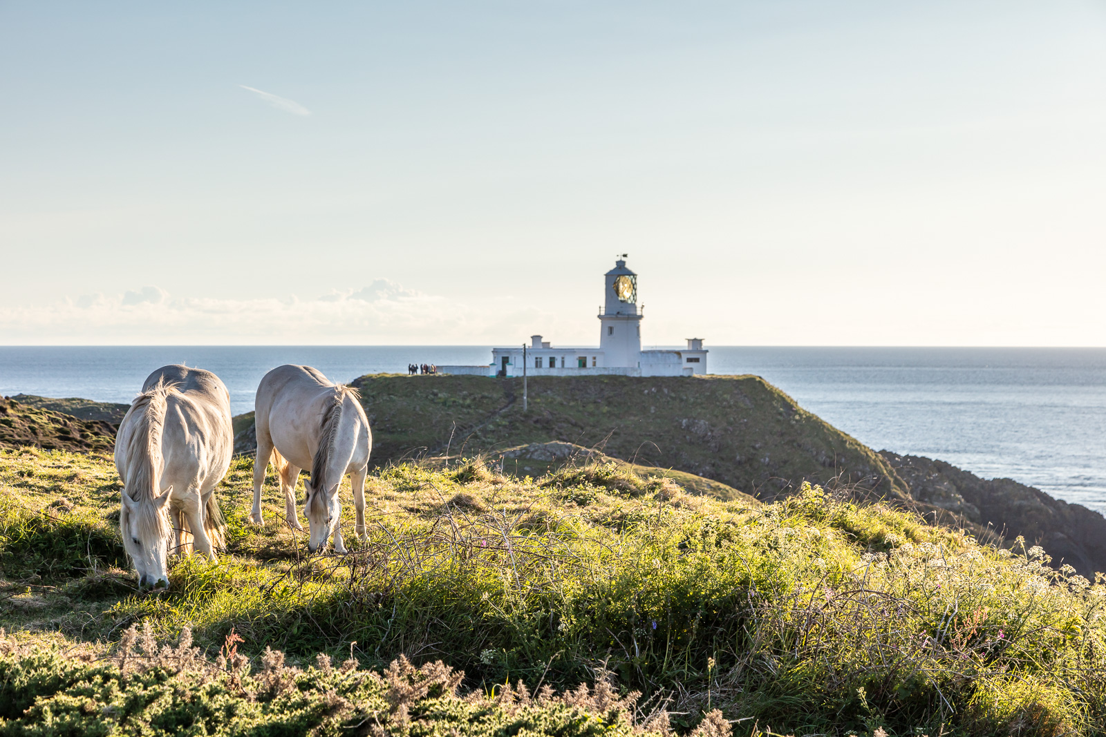 Welsh Mountain Ponies at Strumble Head, Pembrokeshire, Wales, UK