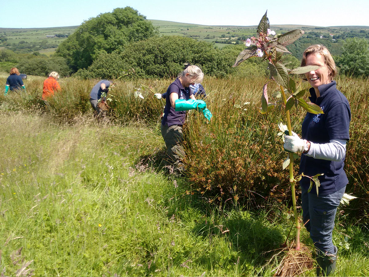 Himalayan Balsam Bashing event in the Pembrokeshire Coast National Park