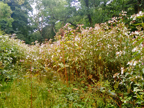 Himalayan Balsam in the River Gwaun, Pembrokeshire, Wales, Uk