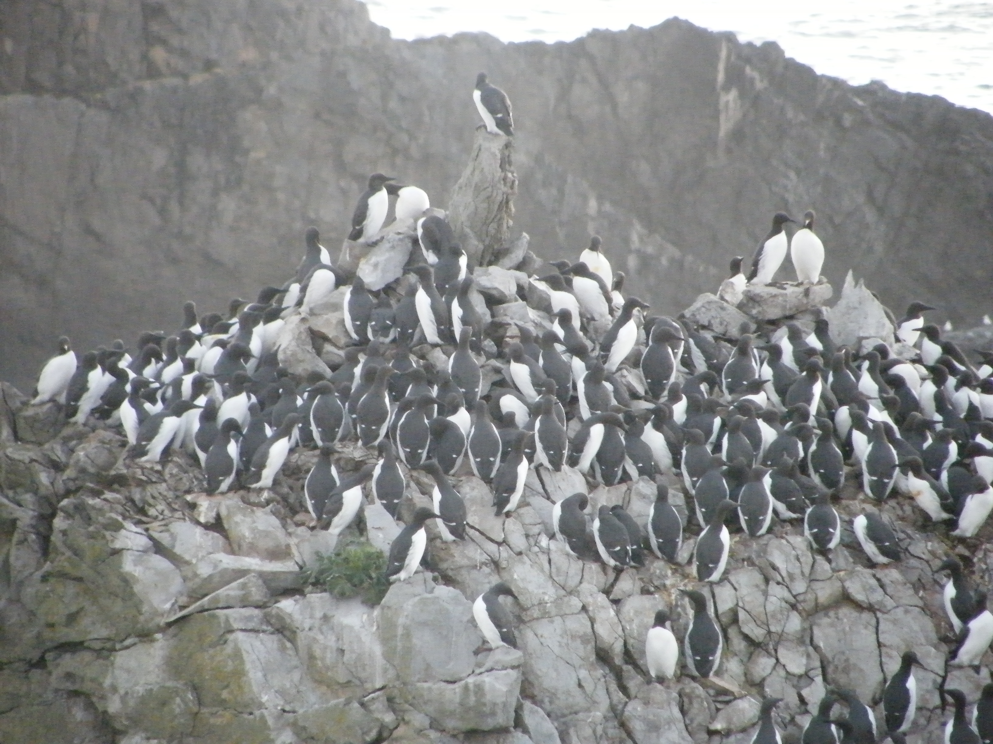 Guillemots on Stack Rocks, Pembrokeshire, Wales, UK