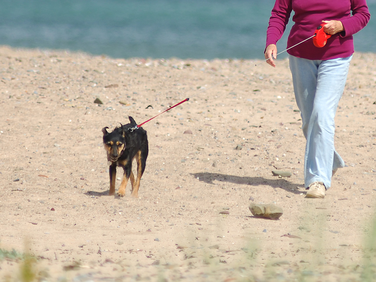 Dog being walked on a lead on Freshwater East Beach, Pembrokeshire, Wales, UK