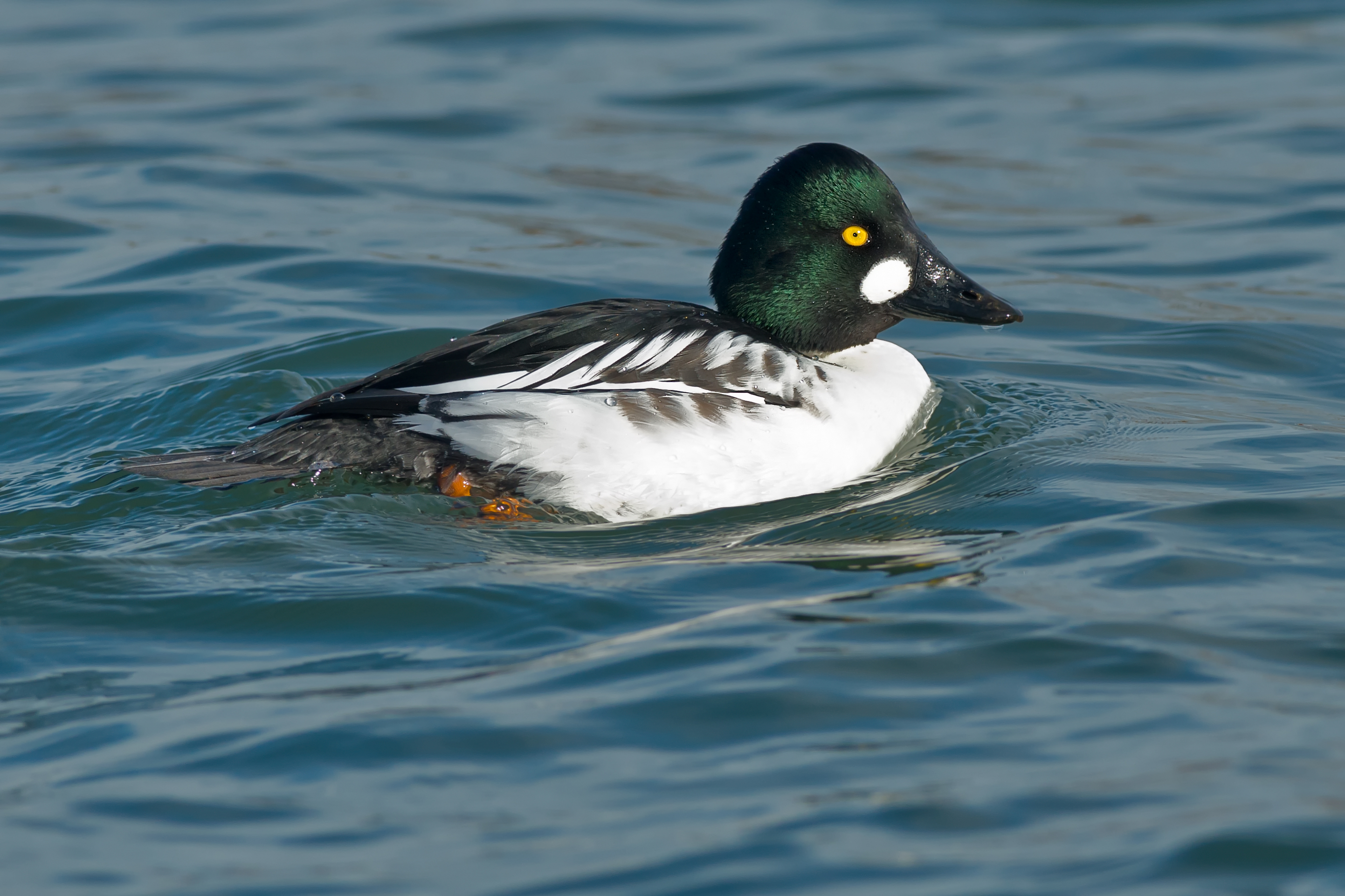 Male Common Goldeneye swimming in open water.