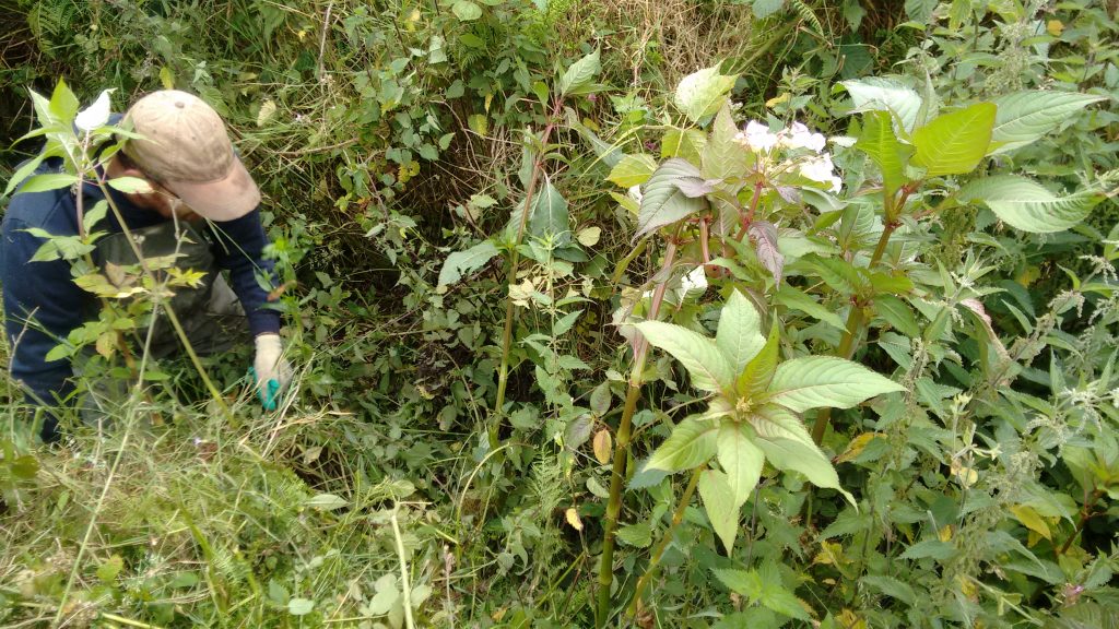 Himalayan Balsam next to a tributary of the River Gwaun