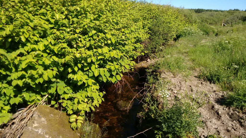 Knotweed in a tributary of the River Gwaun, Pembrokeshire, Wales, UK