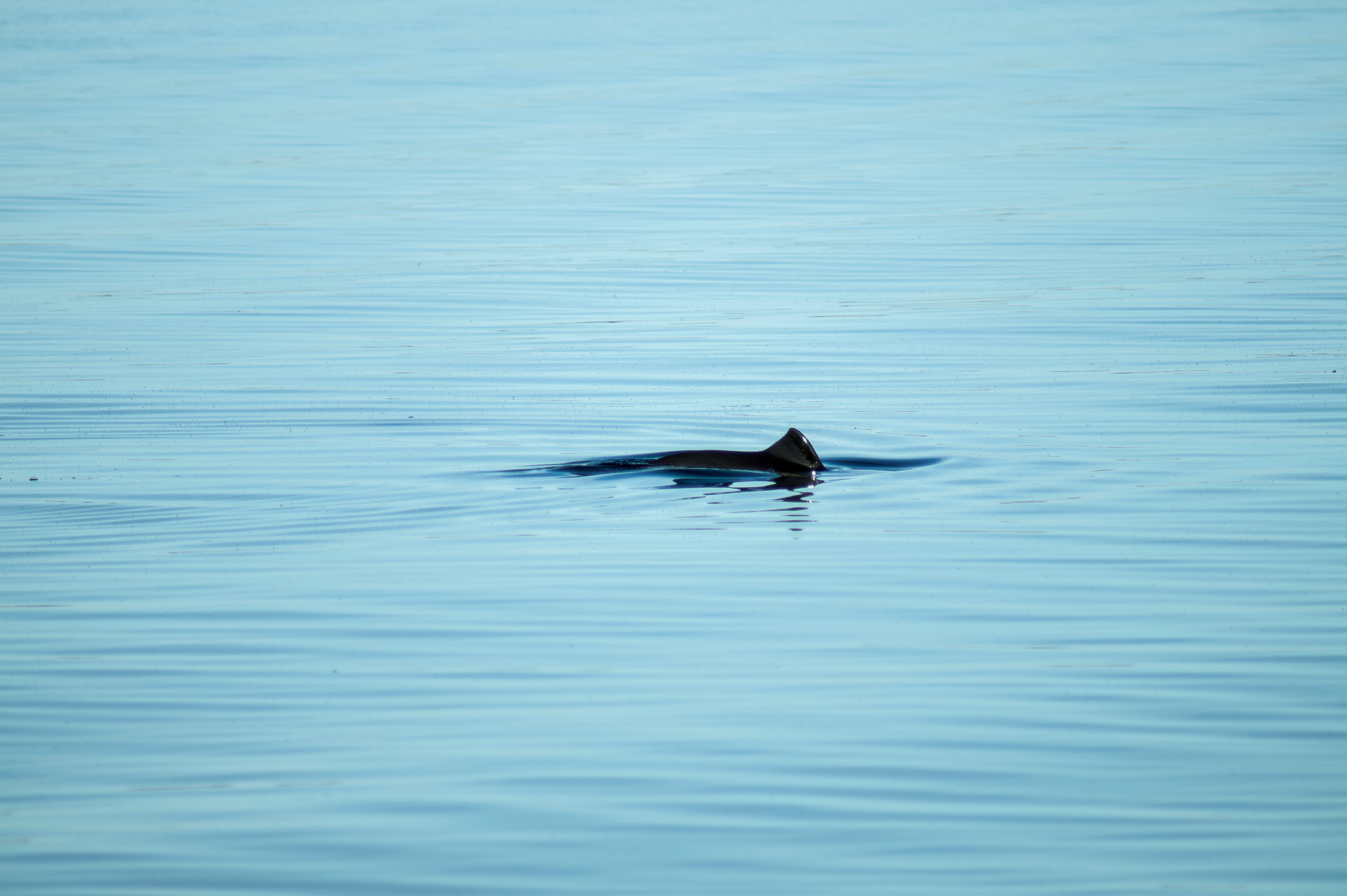 Porpoise fin breaching the water