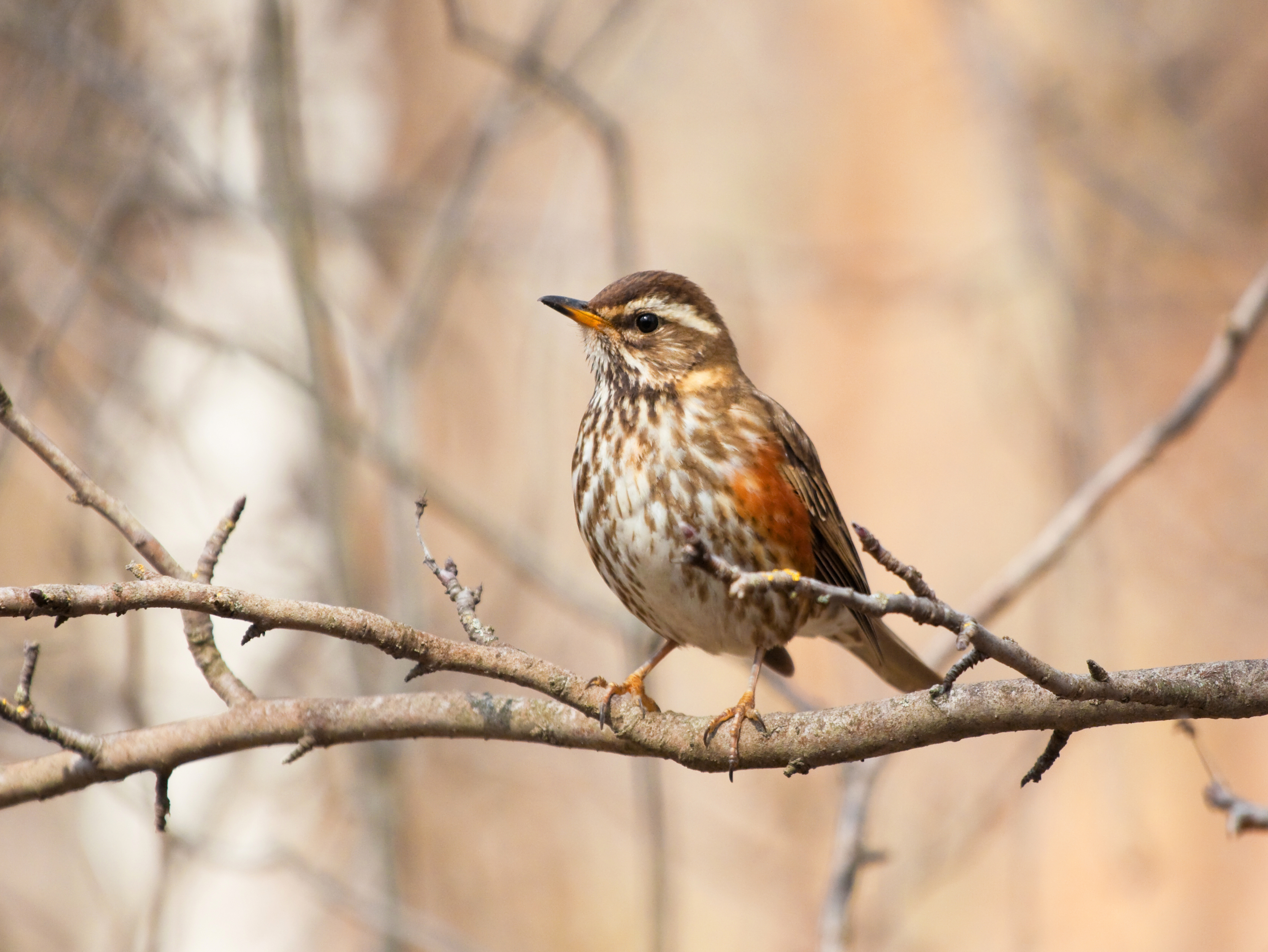 Redwing on the branch