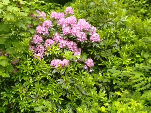 Rhodedendron Ponticum