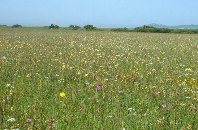 Wildflower Meadow on St Davids Airfield, Pembrokeshire Coast National Park, Pembrokeshire, Wales, UK