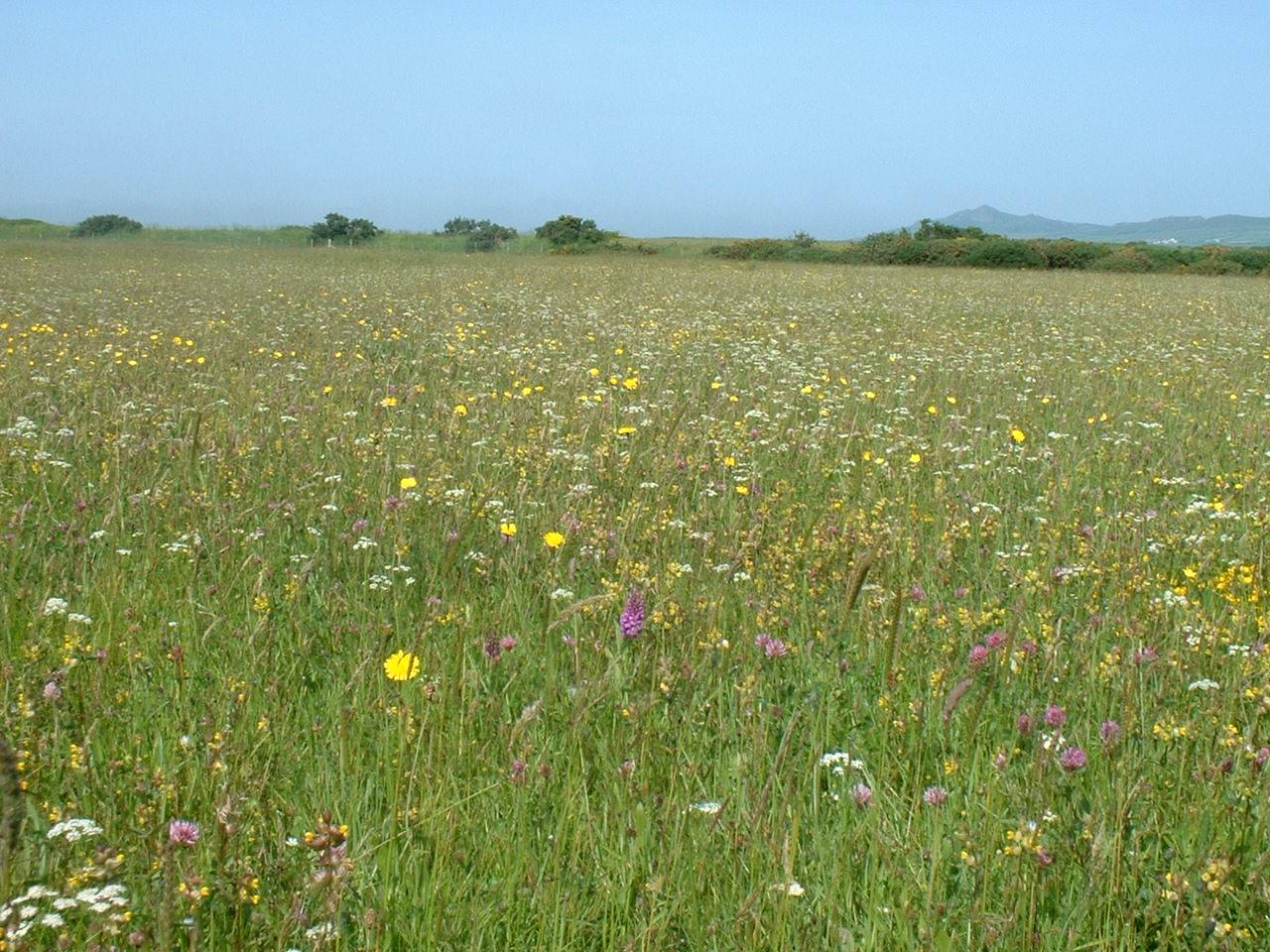 Wildflower Meadow on St Davids Airfield, Pembrokeshire Coast National Park, Pembrokeshire, Wales, UK