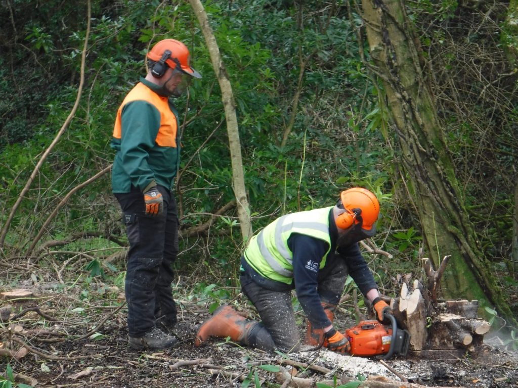 Removing Rhododendron ponticum at Trecwn, Pembrokeshire, Wales, UK