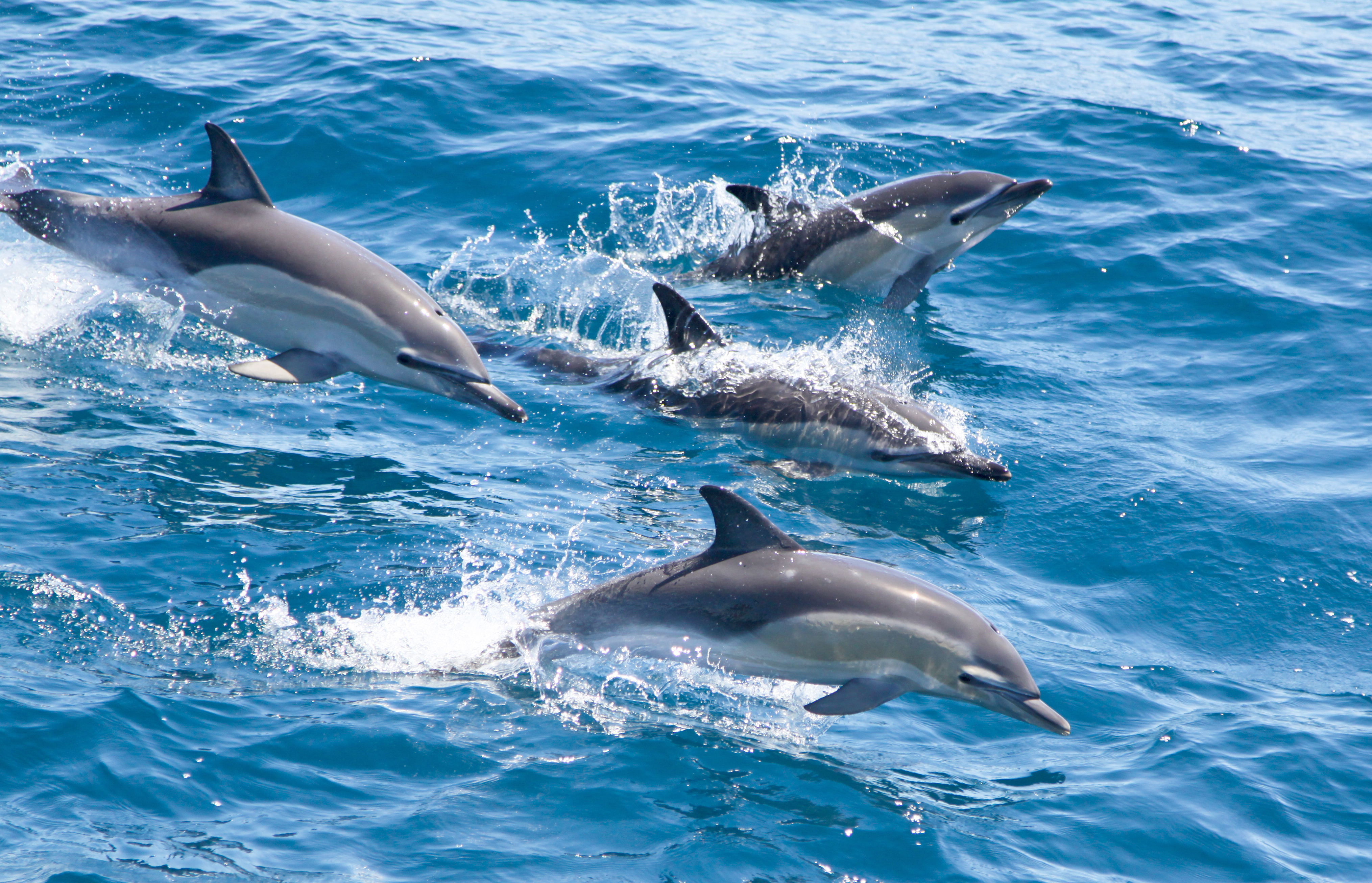 Common dolphins