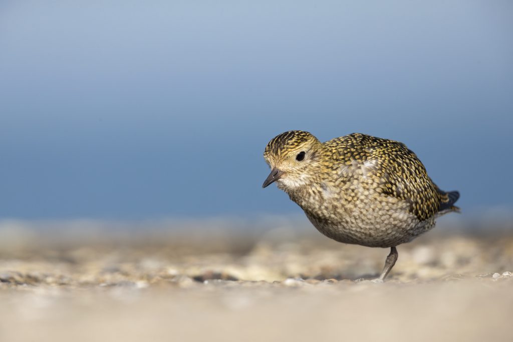 Golden plover