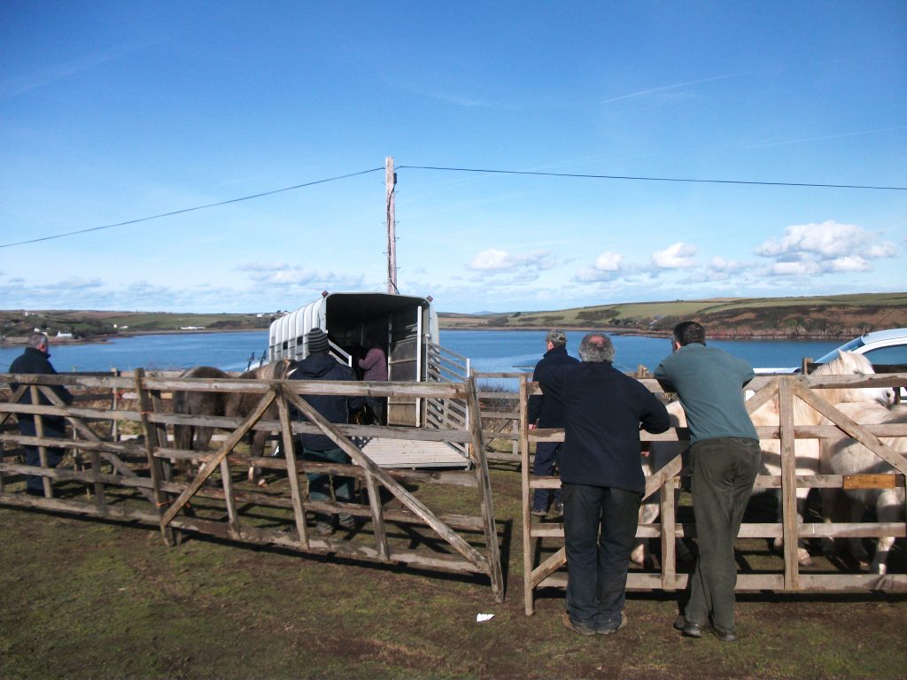 Rounding up ponies used in the Pembrokeshire Grazing Network, Pembrokeshire, Wales UK