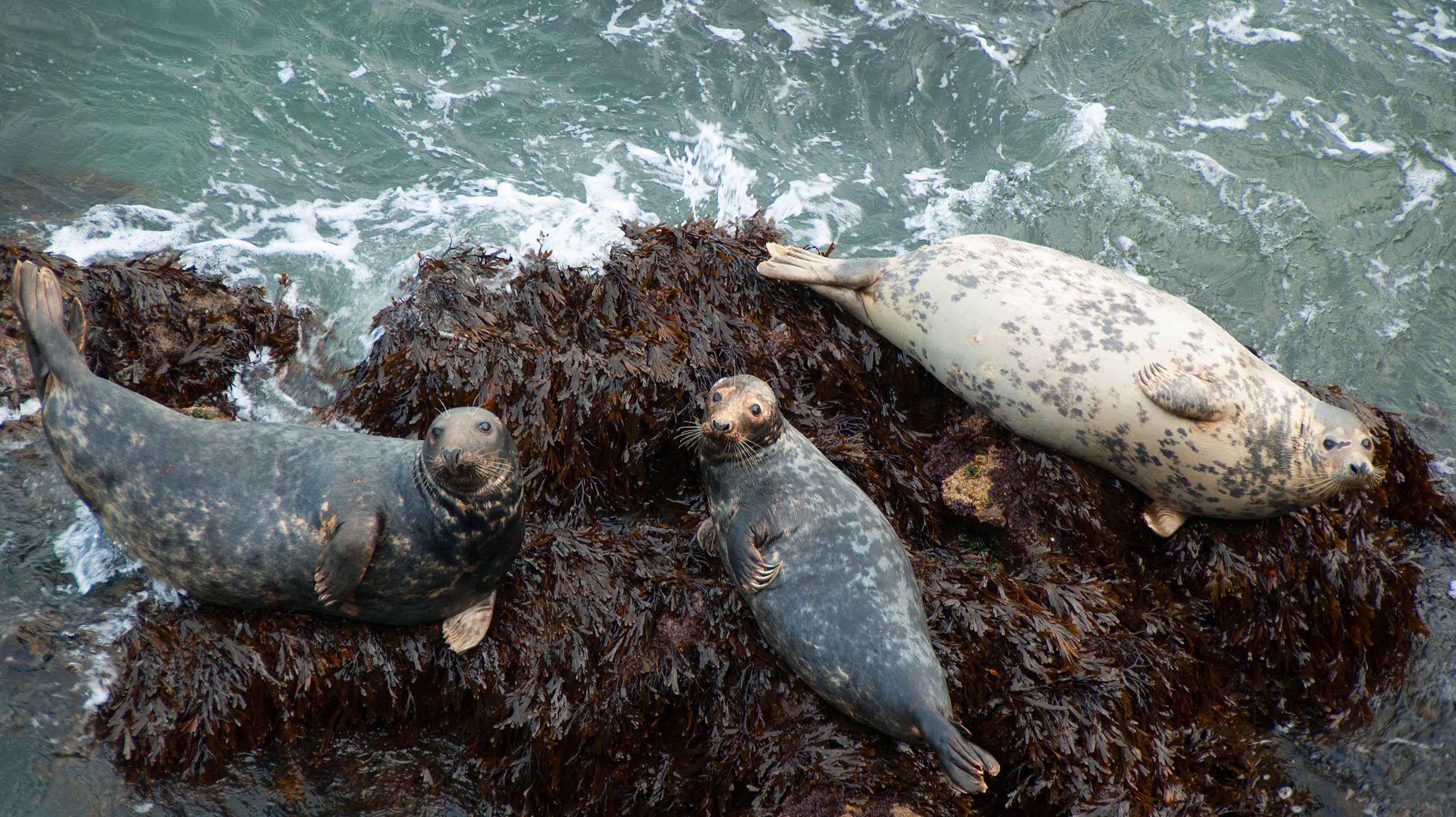 Seals Resting in Wales