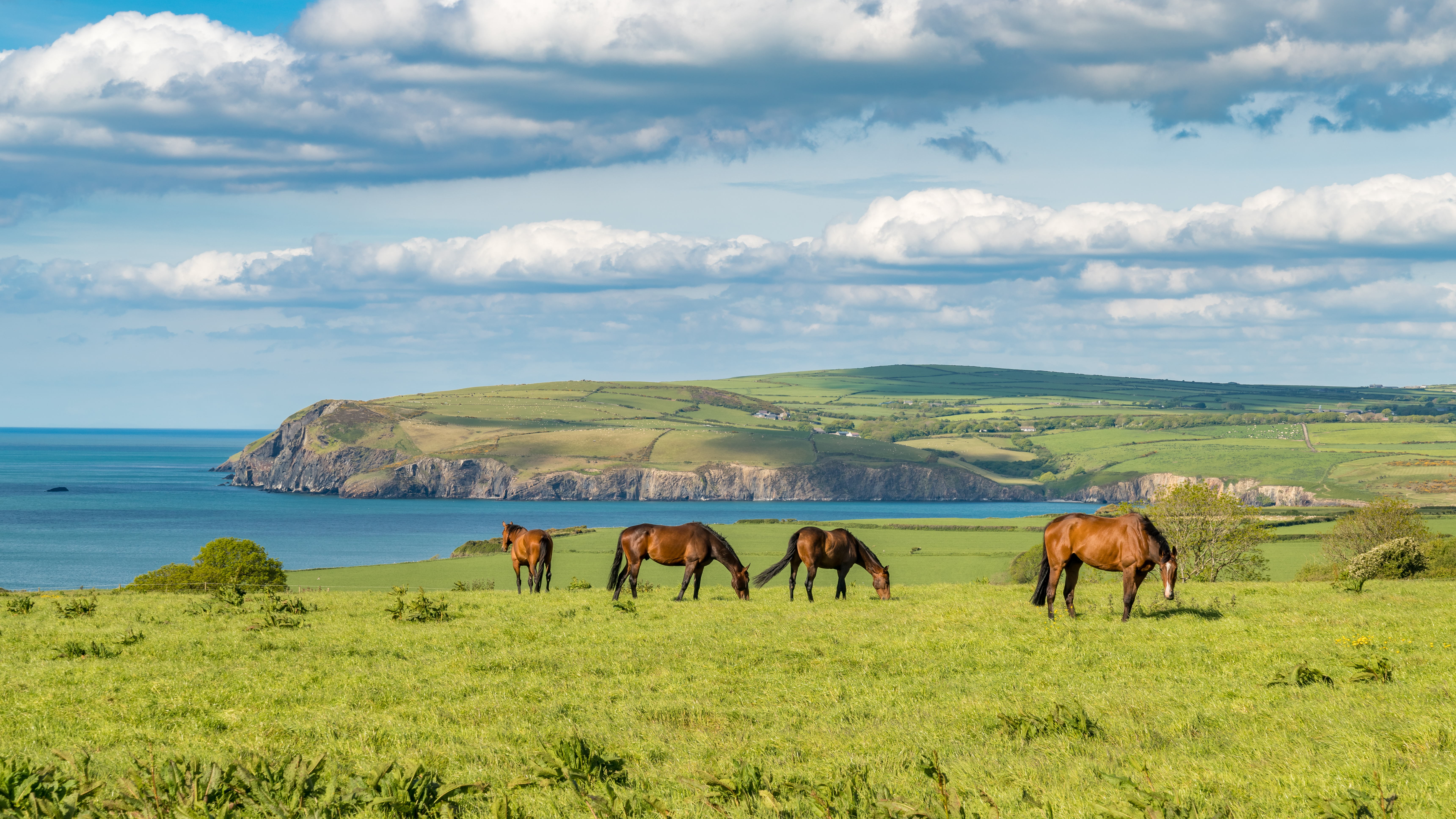 Horses at the cloudy Pembrokeshire coast, seen near Parrog, Pembrokeshire, Wales, UK