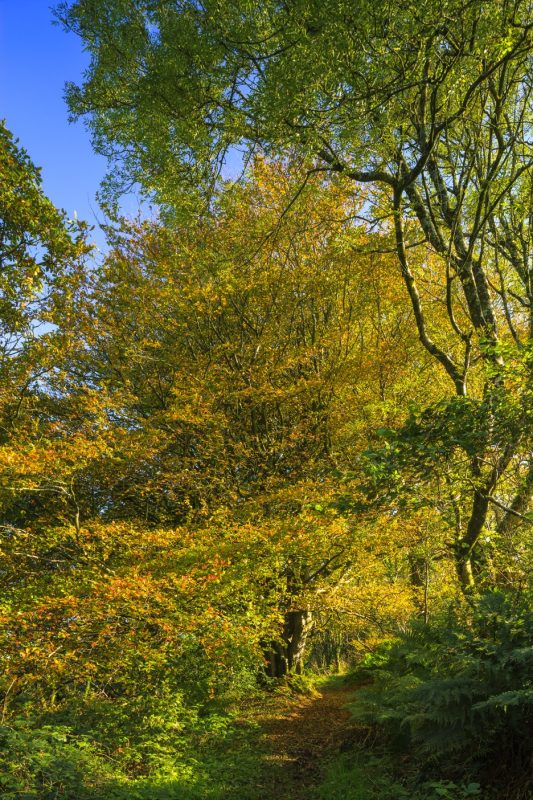 Pontfaen Woods, Gwaun Valley, Pembrokeshire Coast National Park, Wales, UK