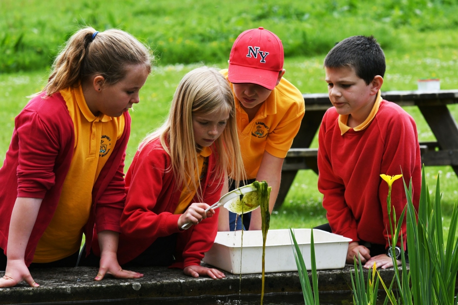 Pond Dipping at Stackpole, Pembrokeshire Coast National Park, Wales, UK