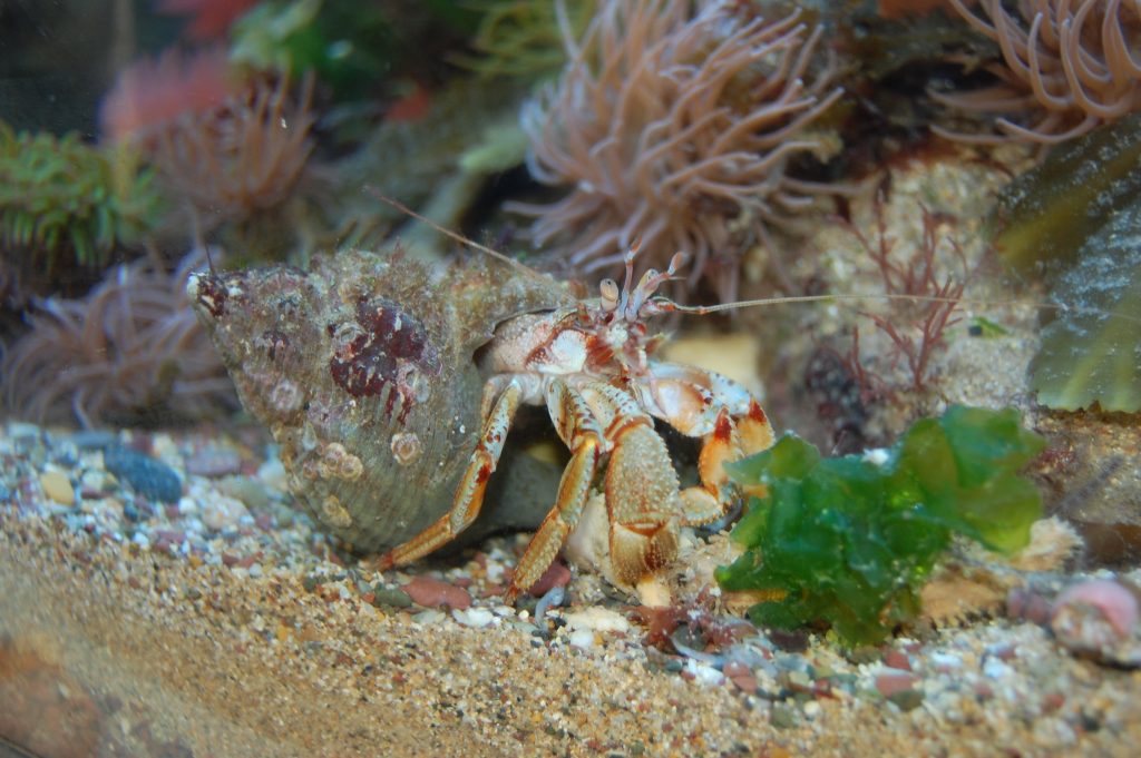 Hermit crab in Silent World rockpool tank, Pembrokeshire Coast National Park, Wales, UK