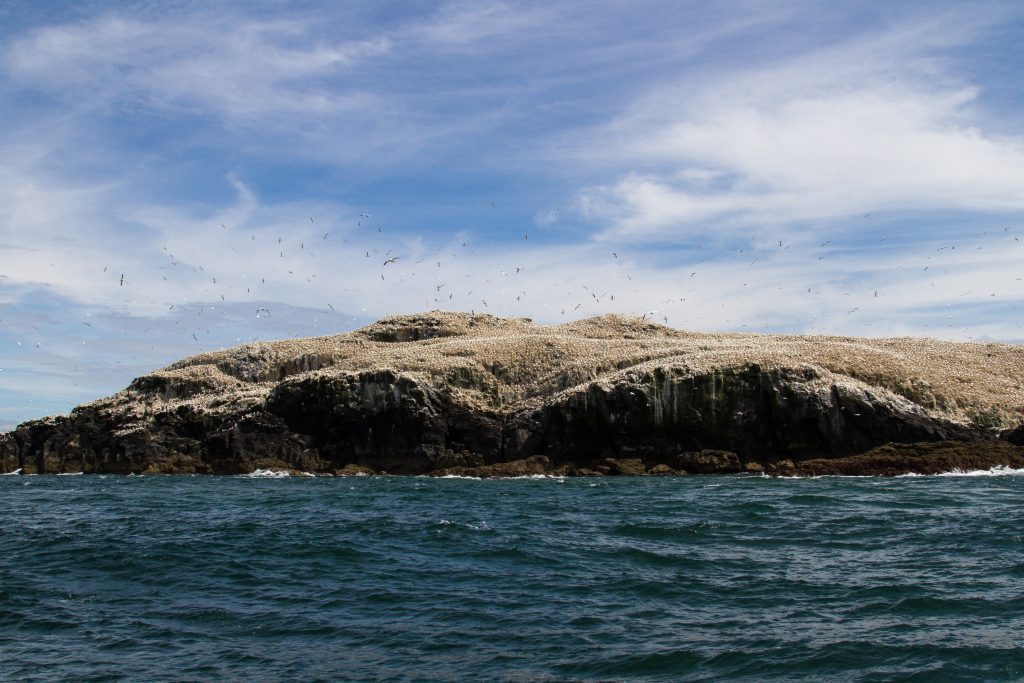 Gannets Seabird (Morus Bassanus) Grassholm Island, Pembrokeshire Coast National Park, Wales, UK