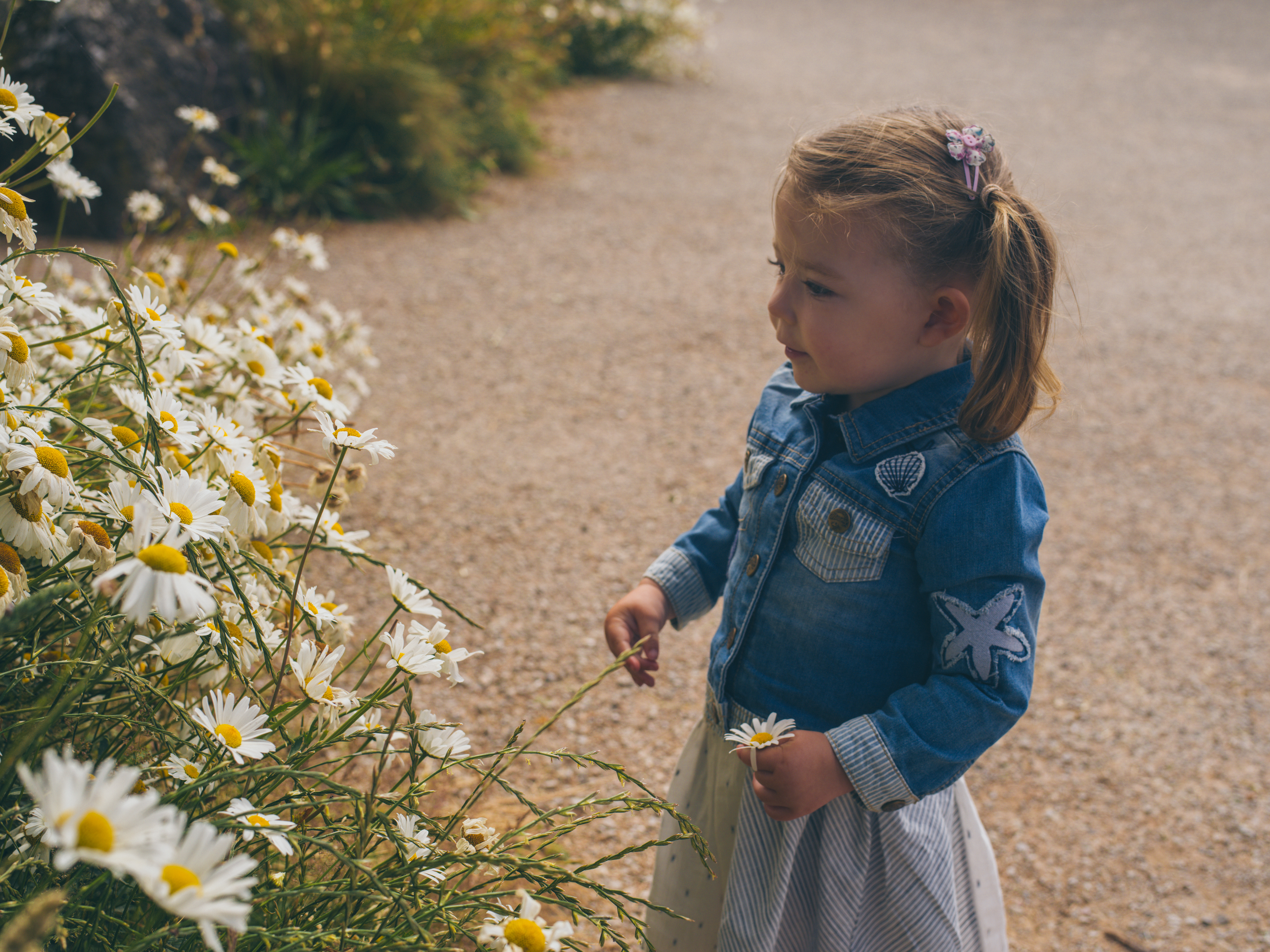 Child exploring wildflowers at Oriel y Parc, Pembroekshire Coast National Park, Wales, UK