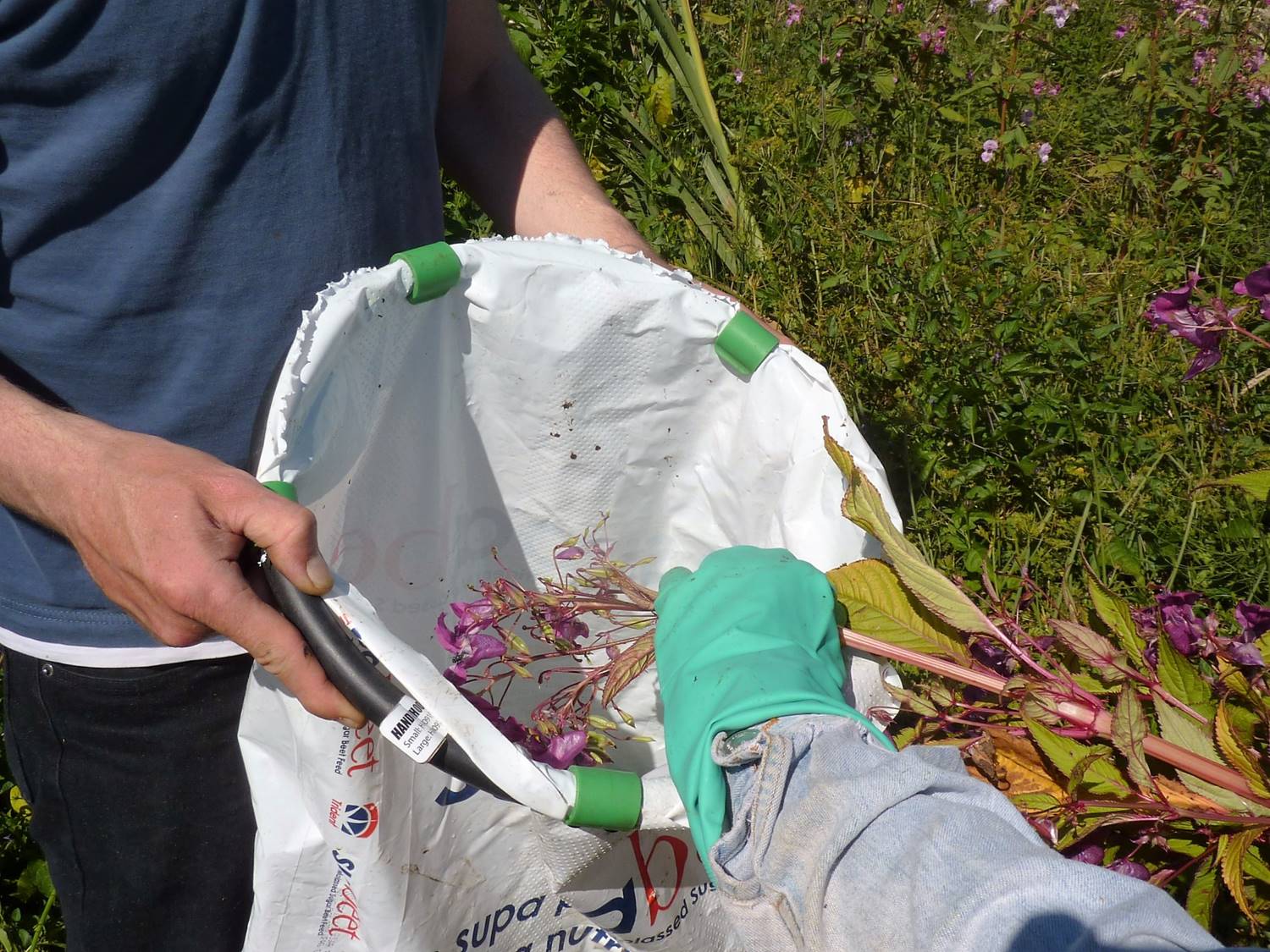 Himalayan balsam Removal