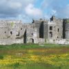 Wildflowers growing at Carew Castle, Pembrokeshire Coast National Park, Wales, UK