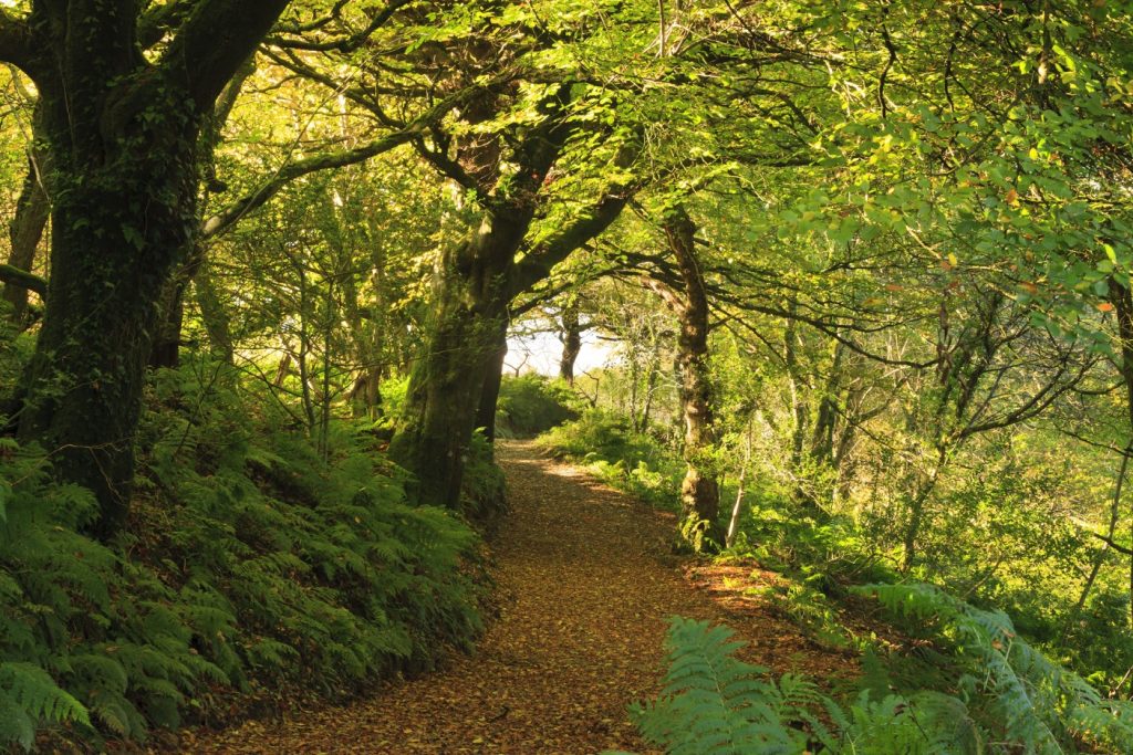 Pontfaen Woods, Gwaun Valley