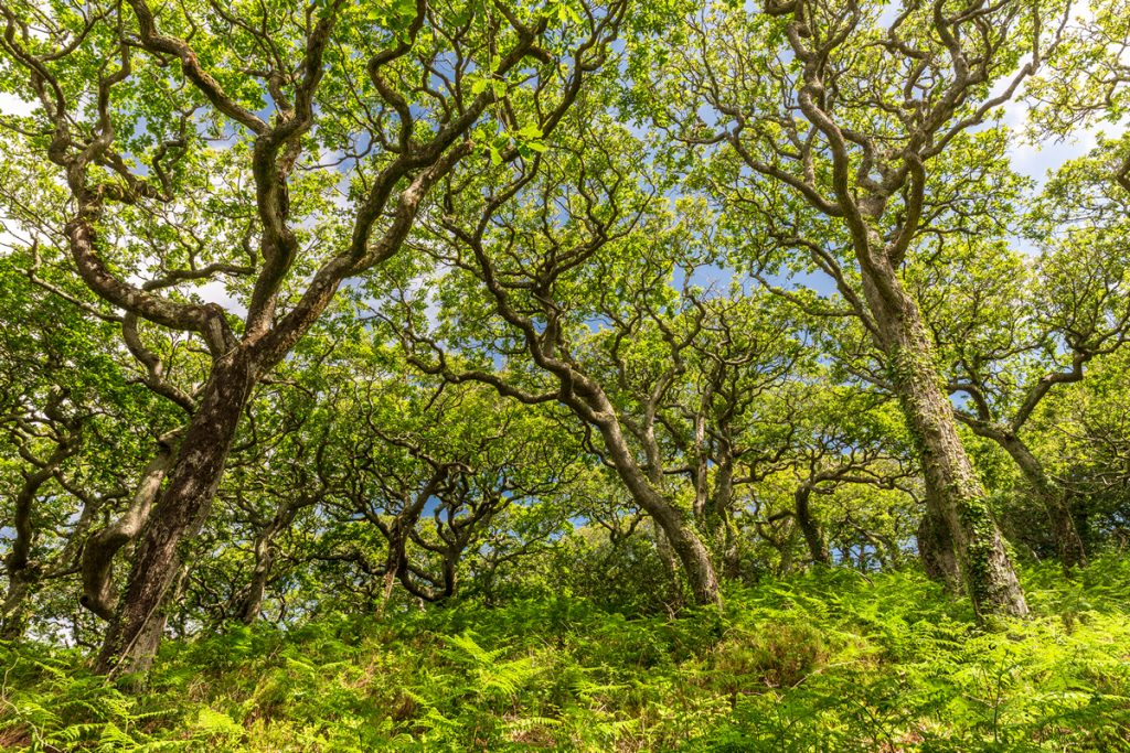 Lawrenny Woods, Daugleddau Estuary