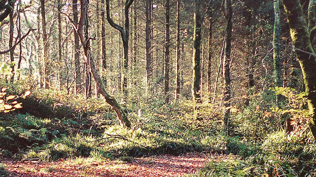 Little Milford Woods, Daugleddau Estuary