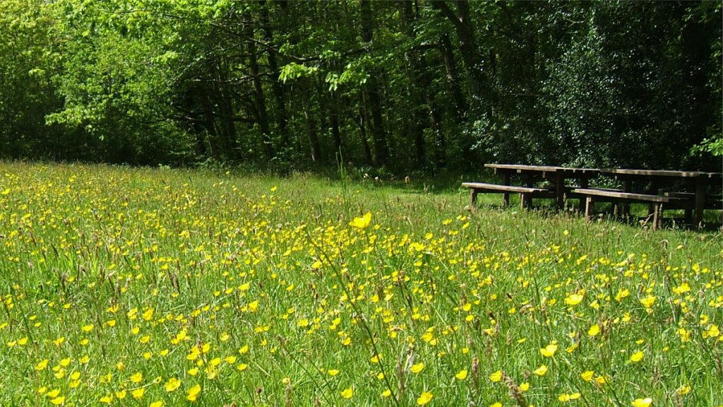 Minwear Picnic Site, Daugleddau Estuary