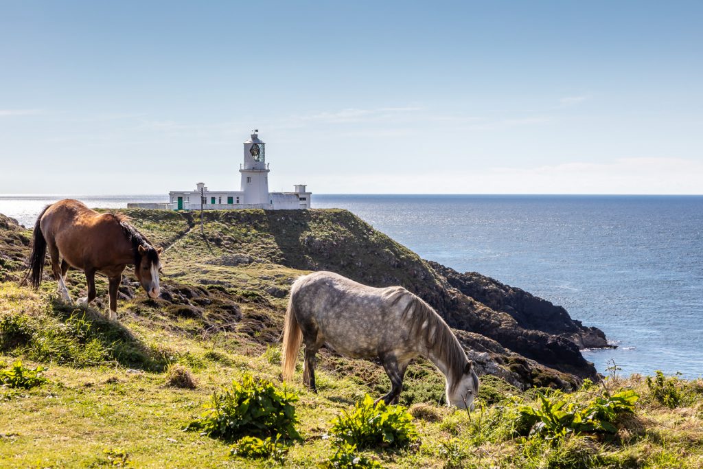 Welsh Mountain Ponies at Strumble Head, Pembrokeshire, Wales, UK