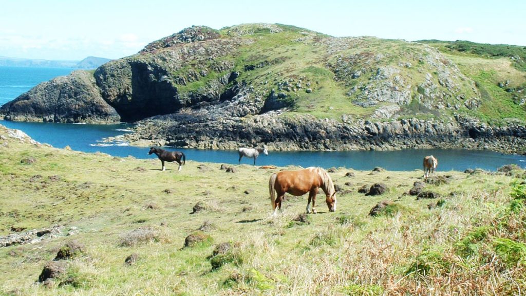 Ponies at Tresinwen near Strumble Head