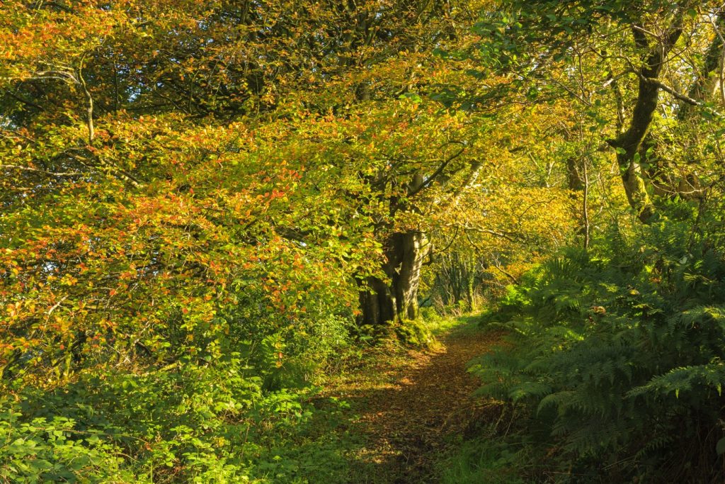 Pontfaen Woods, Gwaun Valley