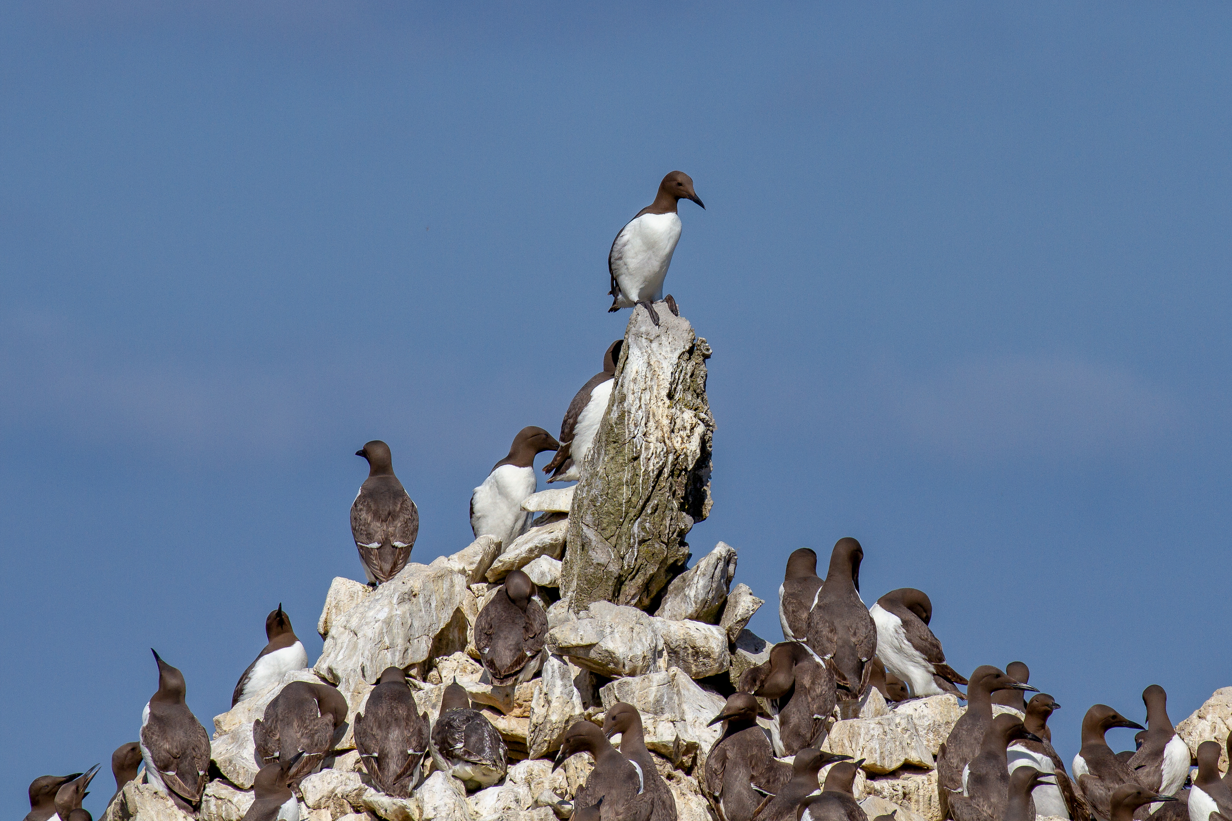 Guillemots on Stack Rocks Elegug Stacks), Pembrokeshire, Wales, UK