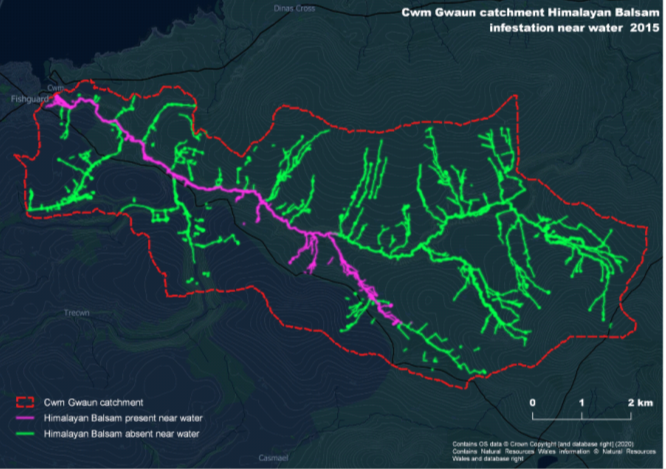 Map showing Cwm Gwaun Himalayan Balsam infestation (2015)