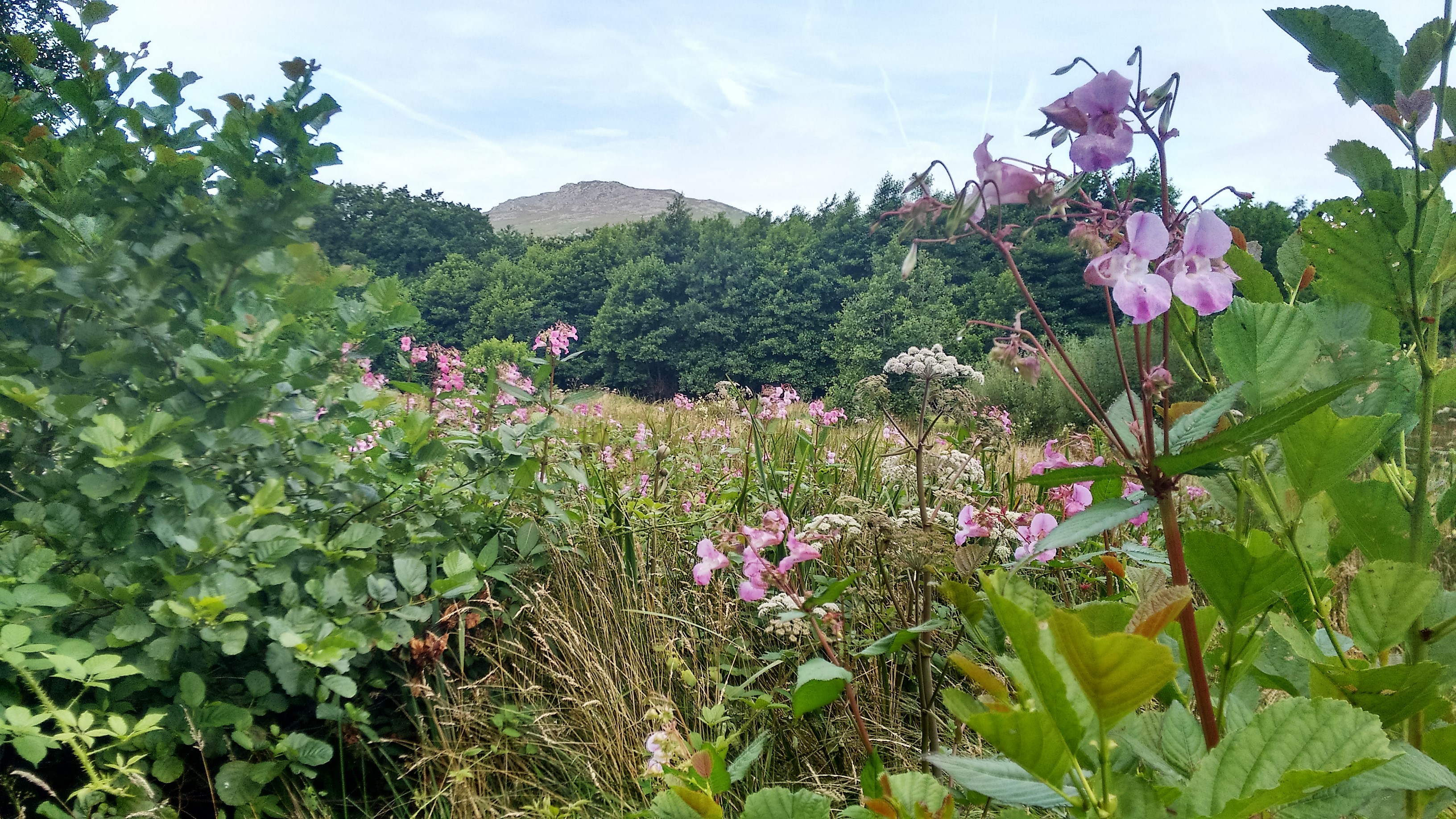 Himalyan balsam in the Clydach catchment of the River Gwaun