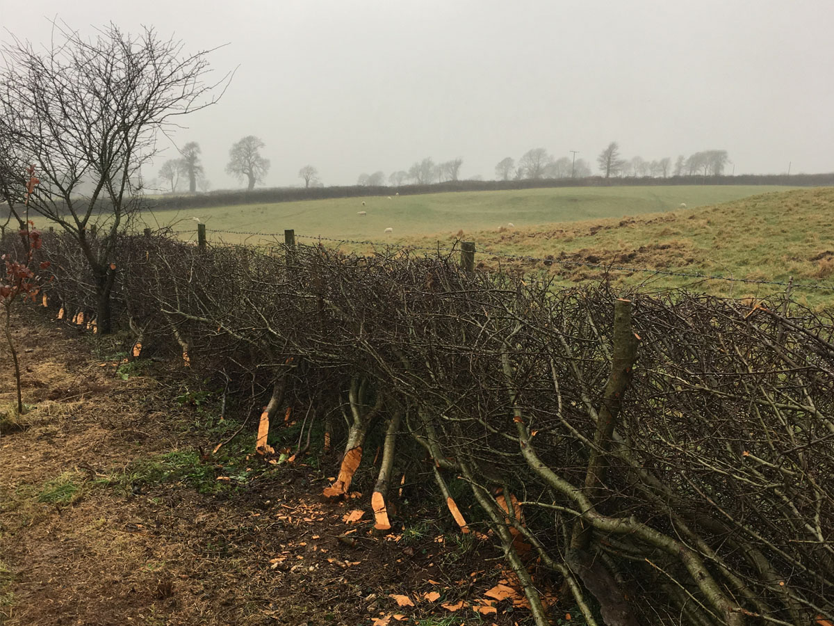 Example of traditional hedgelaying