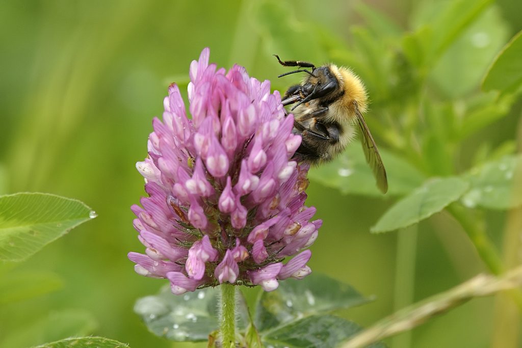 Bee on a pink orchid