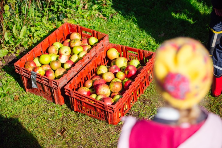 : Pupils from Coastlands CP took part in apple-picking at St Brides as part of the Gwreiddiau/Roots project.