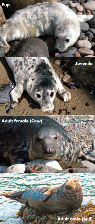 images of seals from seal pup, to juvenile, to adults female (cow) and male (bull) 
