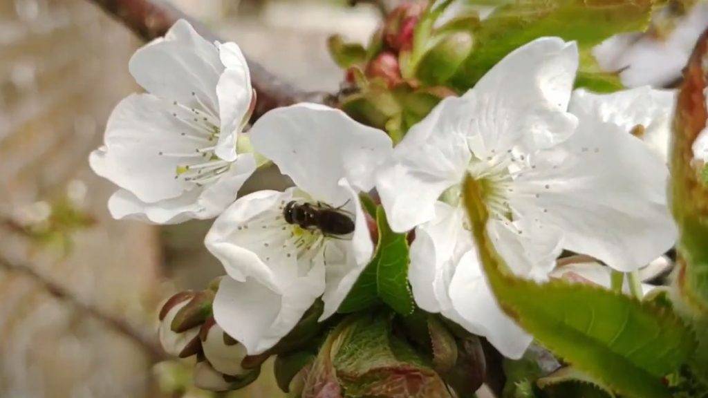 Bee pollinating a blossom